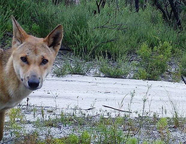 UQ_News's tweet photo. Say "cheese"!

About 10,000 hidden cameras are installed across Aust to study wildlife.

In a world-first project, #UQ researchers want to open up access to millions of images, videos and data captured in the wild.

More: https://t.co/oBV2GoN3Be

@UQscience @TERN_Aus

📷 UQ/QPWS https://t.co/IG4p4Wh8aj