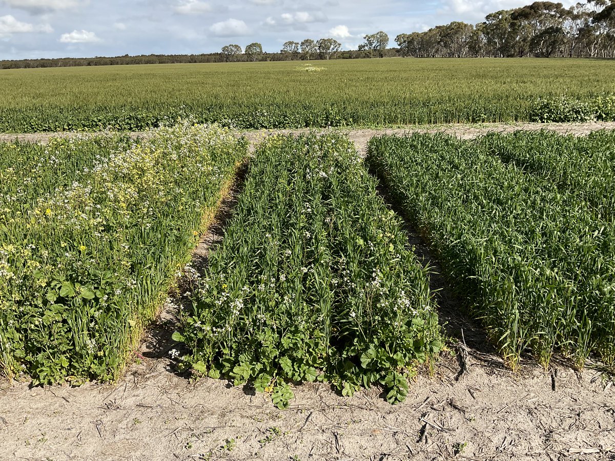 Left - UNT
Middle - Callisto 200ml+ BoxerGold
Right - Mateno Complete 1L EPE
Wild Radish control comparing Mateno Complete to various products both IBS &amp; EPE at Gibson. Post Em Mateno as good on Radish as it is on ARG <a href="/Bayer4CropsAU/">Bayer AU 🇦🇺 | Crop Science</a> <a href="/Timsippe/">Sipppaaaa</a> <a href="/ty_gronow/">Ty Gronow</a> <a href="/SEAgroResearch_/">SEAR</a>