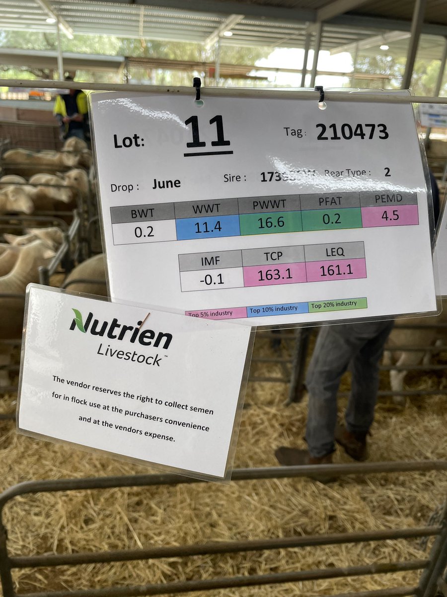 Whopping top of $21,000 for Lot 11 (up $18,000 on last year) at Leahcim White Suffolk Stud today. All 121 offered cleared to an average of $1630. Full report to come.