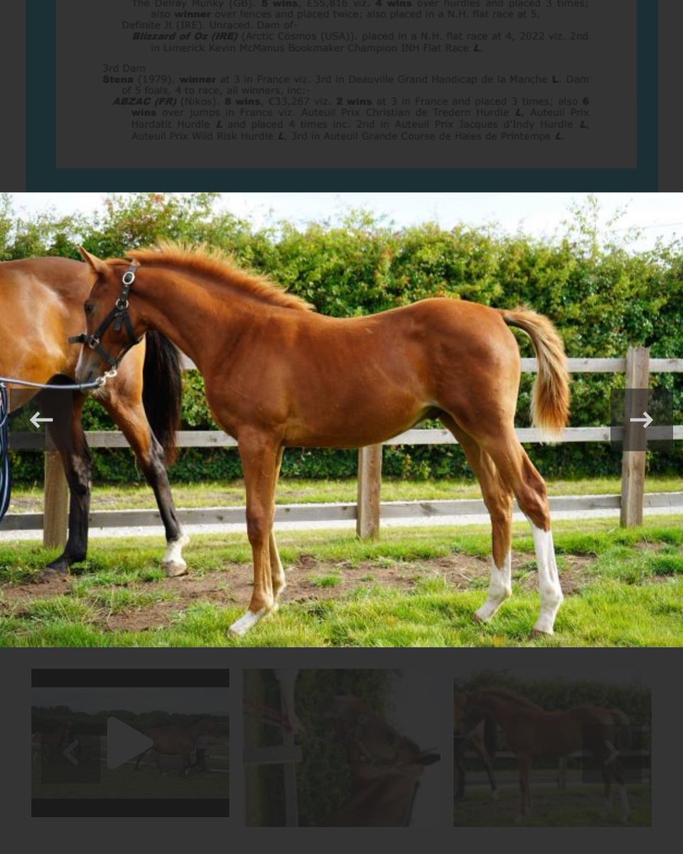 BeswickBrothers's tweet photo. Devito’sredrobin sells today @thorough_bid with her lovely Frammassone colt at foot. She’s from the family of world hurdle winner More Of That. A fantastic opportunity to buy into a strong National hunt family #lookatthepage #lovelymare #Frammassone https://t.co/CWStu2urLc