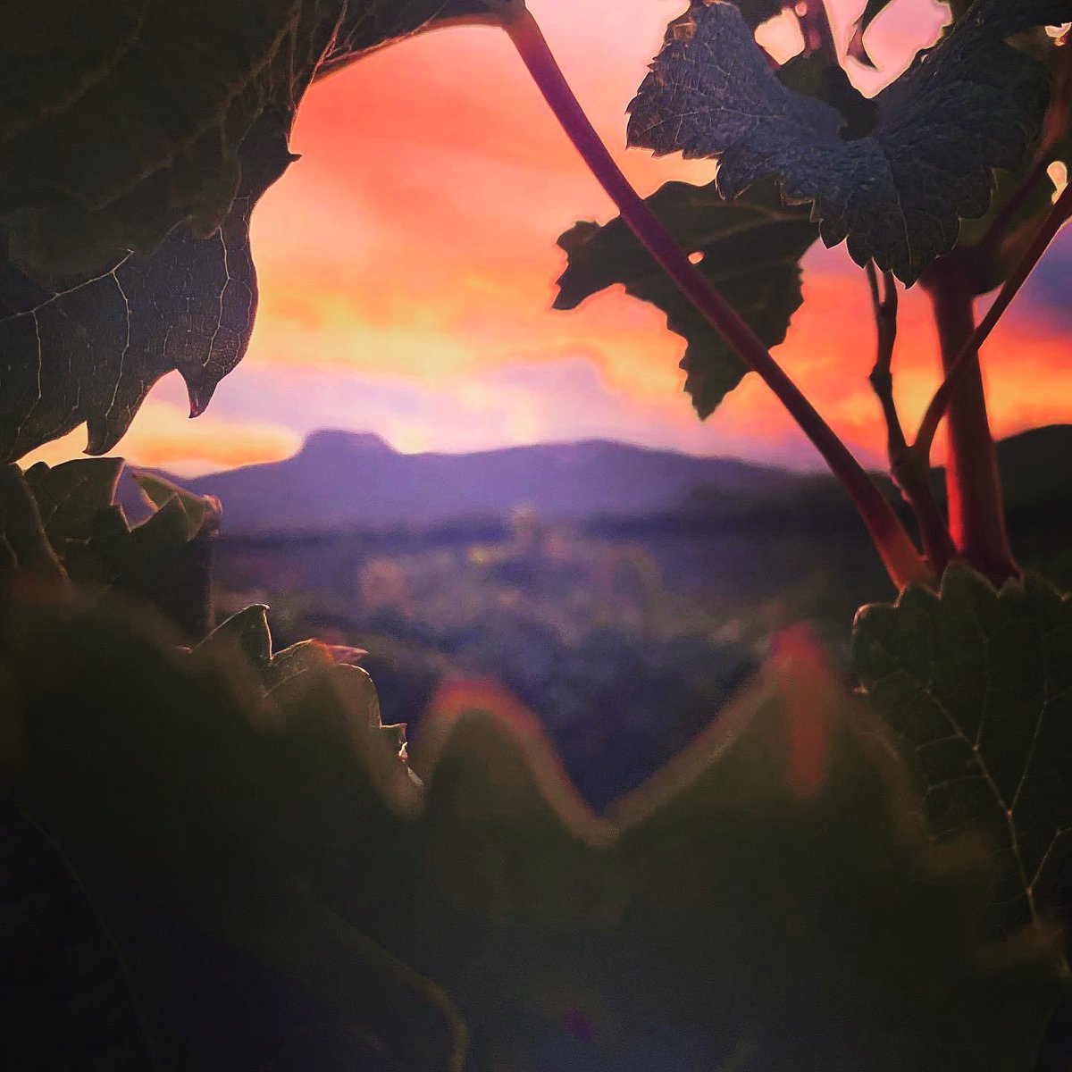 PasconaMontsant's tweet photo. Molt bon dia família! Vinga amunt que ja es vivendres! Al celler Pascona segueix la nostra verema incansable!!
.
@domontsant 
.
#bondia #vivendres #cellerpascona #domontsant #verema2022 #sortidasol #vesaperelsteusomnis #mesde30anyspasconitzant #salutivi💪🍷 https://t.co/VNja8kDqzN