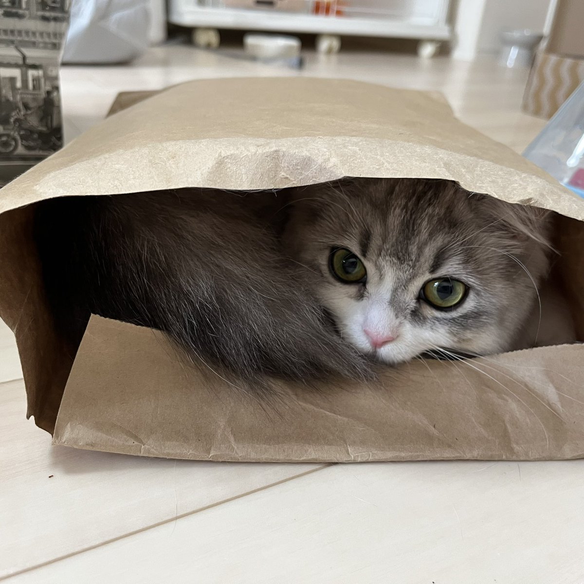 また狭いところ見つけてた🤭