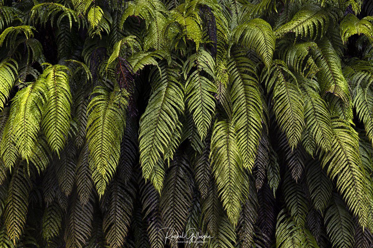 rachgillespienz's tweet photo. The fronds of life change with the eb and flow of nature, the detail unique, we have much change happening in our World right now don't we.
Recently I have stated a new relationship after being on my own for a very very long time it's blissful and amazing, an evolved CONT. https://t.co/EGkkVksVNH