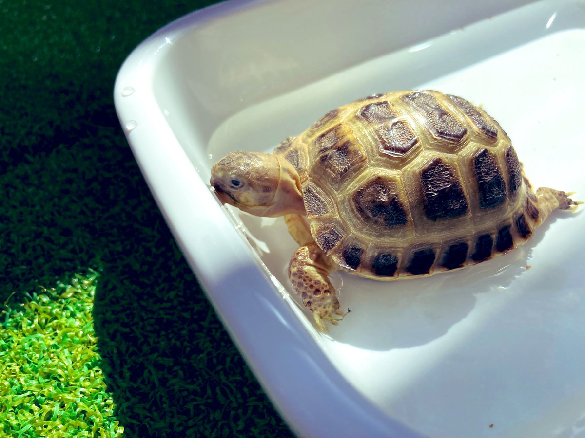 ☆リクガメ爬虫類木製ケージCFW944☆ 【公式通販】