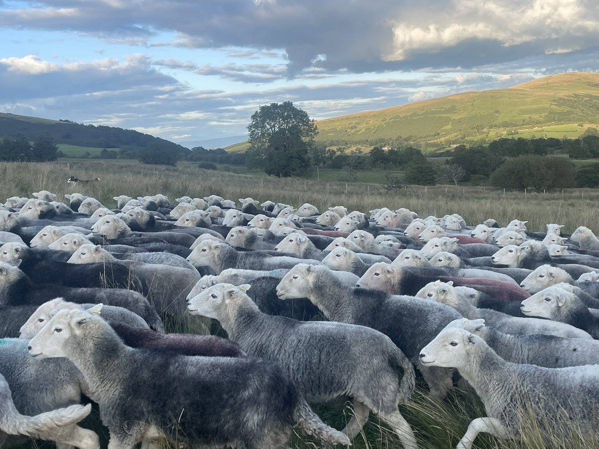 herdyshepherd1's tweet photo. Woke up to sound of hundreds of geese passing over - one of the loveliest sounds I know 

Autumn is special on a farm like ours… the year’s work culminating in the sales https://t.co/GZzxr1hbLv