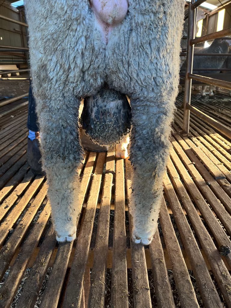 New sire 215492 from <a href="/ejandingstud/">Ejanding Stud</a> for $20k with semen shares to Bella Lana, Rocklyn &amp; Westwood.

Combination of structure, top 1% early growth, elite wool, skin and cut, low breech wrinkle &amp; PP all backed by genomically enhanced ASBVs

Excited about what this bloke can do
#ASBVs
