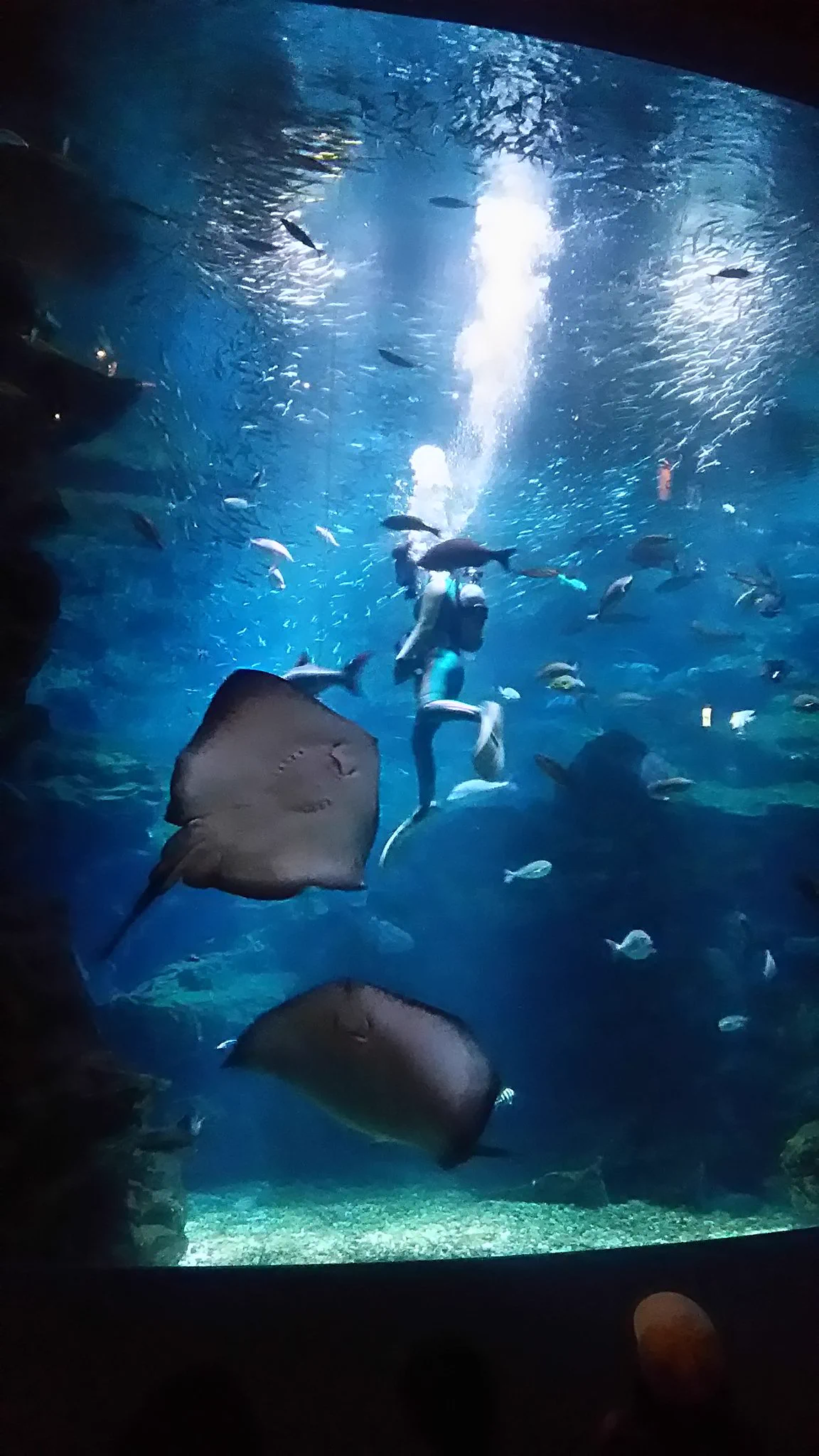@misumi_srs ダイバーさんになつくエイもどうぞ
(京都水族館) 