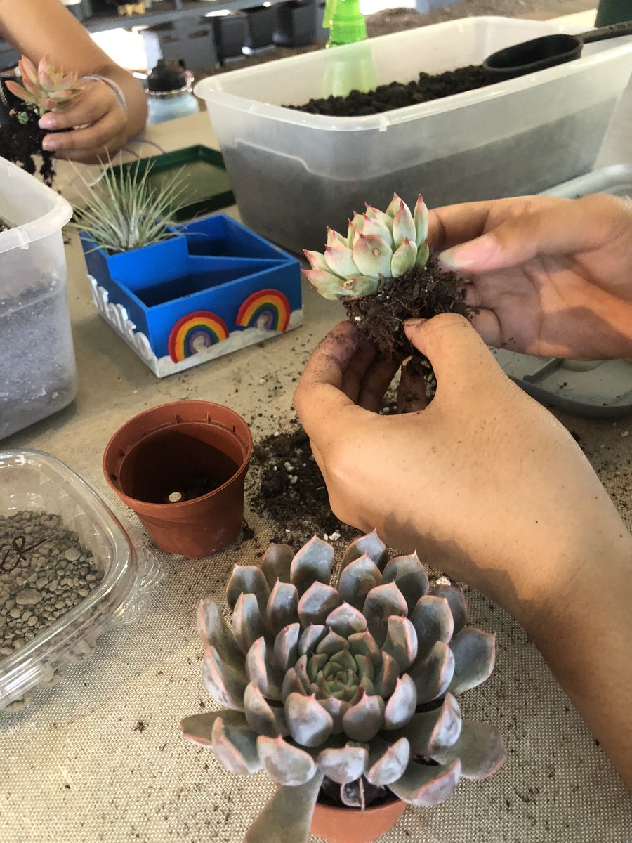 mrfalk1's tweet photo. #midpac MPX students @MarisGardens today to learn about potting succulents and air plants. What you don’t see is the design and iteration that went into creating planters using @tinkercad and printing on Ender printers @Creality3dprint to meet specific design criteria. https://t.co/C4mBNnrk2h