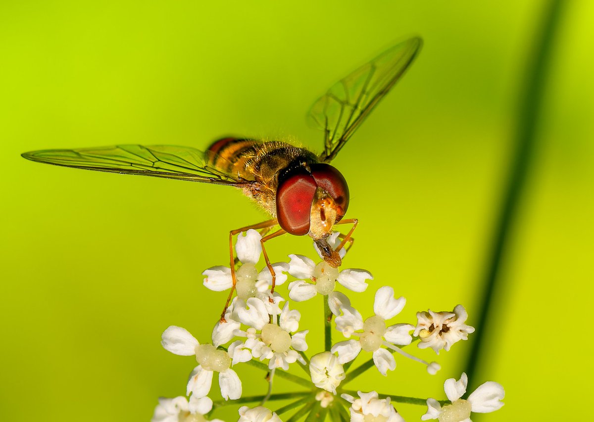 m2niac's tweet photo. Marmalade Hoverfly
---
#marmaladehoverfly #hoverfly #wings #eye #insecteyes #insect #insectphotography #macroworld #animal #wildlife #selectivefocus #details #nature #macro_mood #macrophotography #macrophoto #macro #closeup #photo #photographer #photography #фото #m_hladchenko https://t.co/yuGay8mpoF