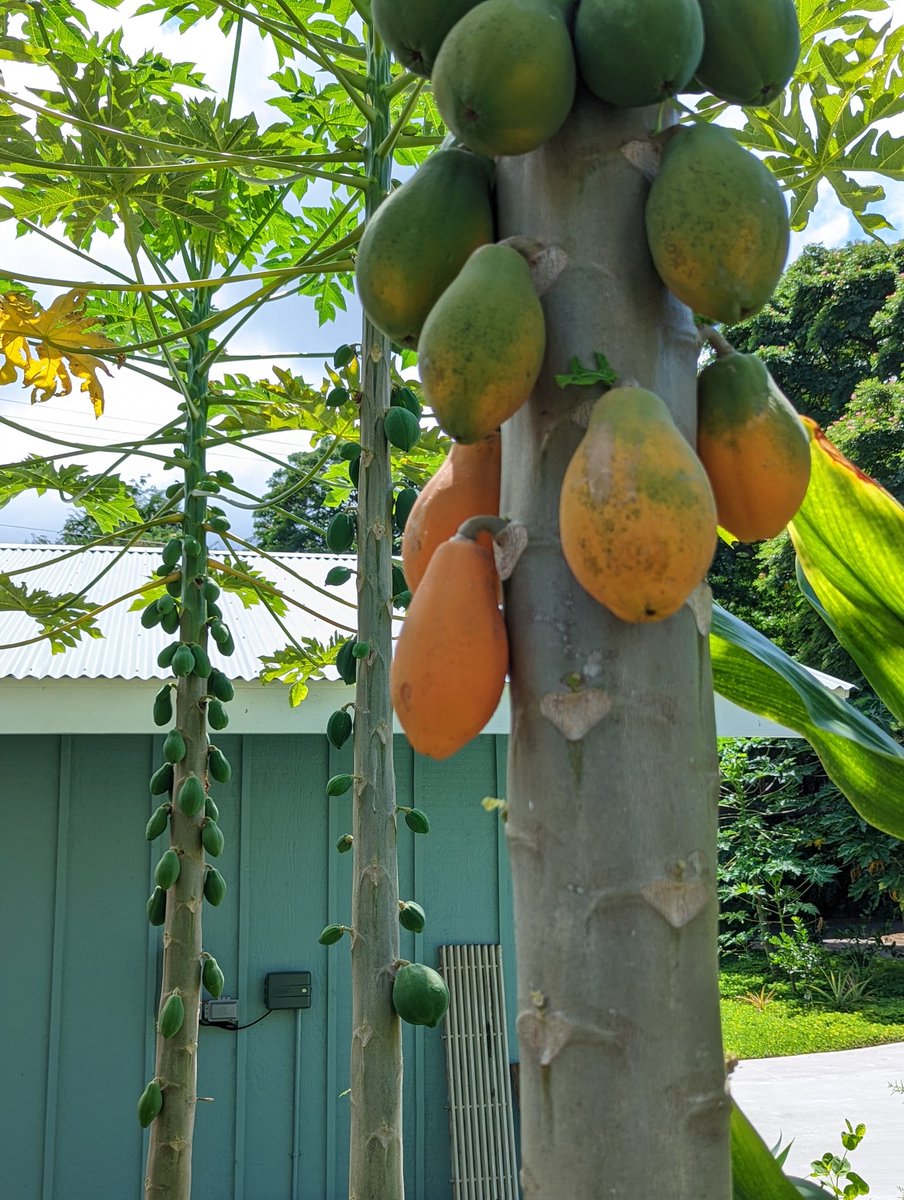 Now for something more Zen. The papayas are calling.