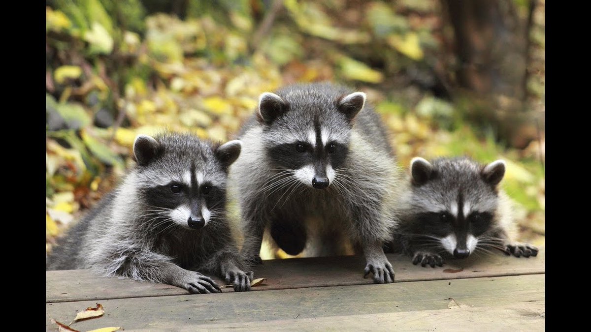 raccoonhourly's tweet photo. https://t.co/SNSwPwIfdB