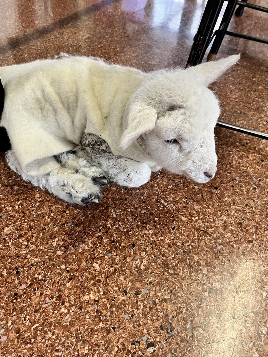 Rowan Taigel tweet media