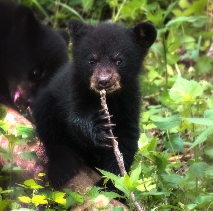 Good morning friends 🌇🌅🌞 😻😊🏵🌱☕