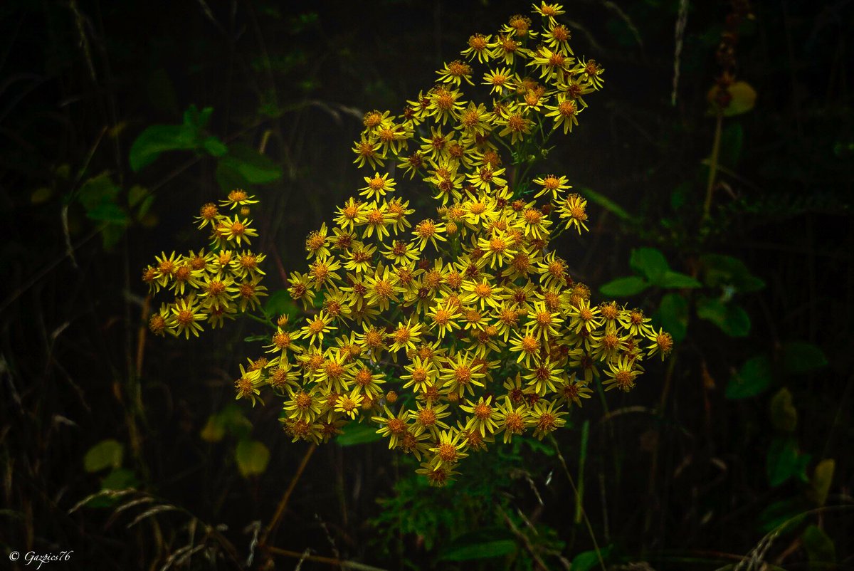 A local hedgerow … #FlowersOnFriday #yellow #flower #NaturePhotography #SonyAlpha #SonyLens #hedgerows