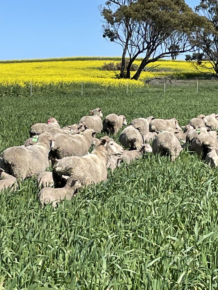 …….and that’s a wrap for two of the four research sites for the crop height and lamb survival experiment. #cropheight #lambsurvival <a href="/shade_shelterAU/">Shade & Shelter research project</a>
