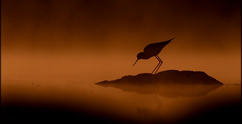 🌓Nuestro compañero <a href="/FelixMorlan/">FELIX MORLAN GONZALEZ</a>  nos ha cedido este magnifico post que colgó en el foro para hablar del contraluz, una técnica que siempre ofrece unos resultados muy interesantes: fonamad.org/la-potencia-de…
Pasaos a echadle un vistazo... y animaos a practicar 😉