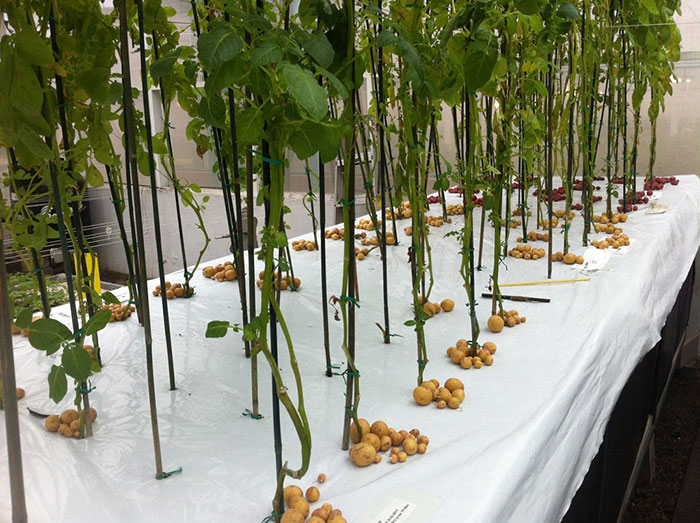 Good morning! Did you know that you can grow potatoes in the air? If you are interested, like and retweet.