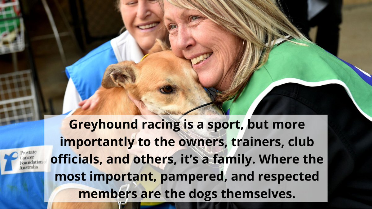 Greyhound racing is a sport, but more importantly to the owners, trainers, club officials, and others, it’s a family. In this family, the most important, pampered, and respected members are the dogs themselves. #Greyhounds