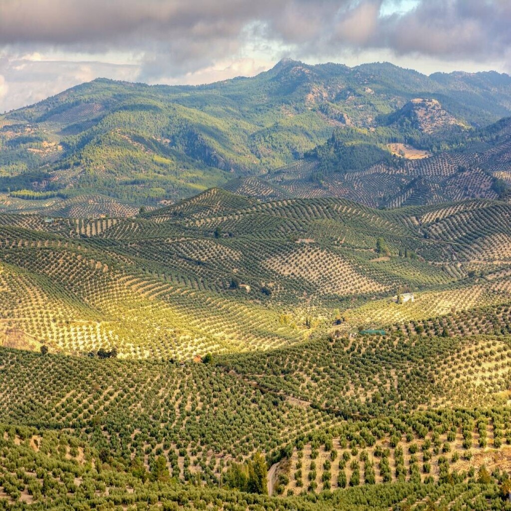 En el 🌍 mundo hay 10 millones de hectáreas de olivar, de las cuales 2,5 millones pertenecen a España. 

Además, esta cifra no deja de ser 😳 sorprendente, ya que de los 1.500 millones de olivos que existen a nivel mundial, más de 340 millones están pr… instagr.am/p/Ciju5QcqJnU/