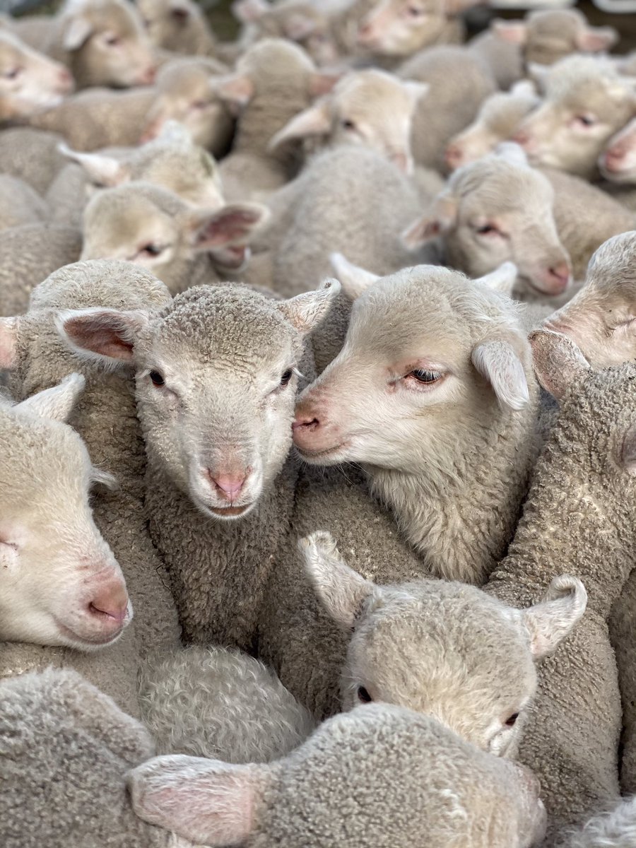 What genetics do you need to select for a non-mulesed merino? 🐑🧬 Retired DPIRD geneticist Johan Greeff will talk through the essentials at our webinar at 1pm Wednesday 21 September. Register 👉 teams.microsoft.com/registration/5…
<a href="/meatlivestock/">Meat & Livestock Australia</a> <a href="/agpromanagement/">AgPro Management</a>