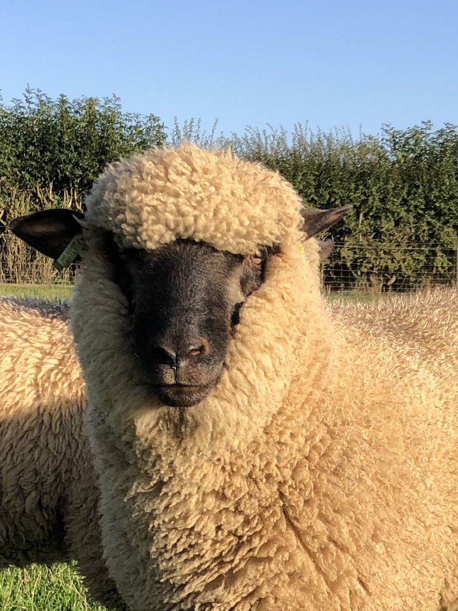 debdavewardell's tweet photo. Ryedale Ace by Stonegrove Trigger 2021 breed sale champion. @shropshiresheep looking for a new home. 2022 ram lamb well handled and with excellent show results. https://t.co/3GM0T27U8L