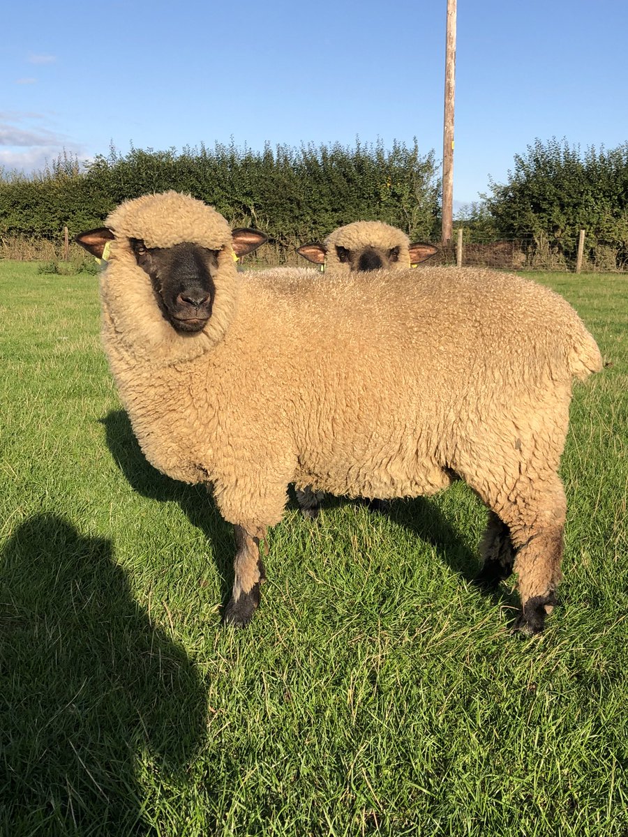 debdavewardell's tweet photo. Ryedale Ace by Stonegrove Trigger 2021 breed sale champion. @shropshiresheep looking for a new home. 2022 ram lamb well handled and with excellent show results. https://t.co/3GM0T27U8L