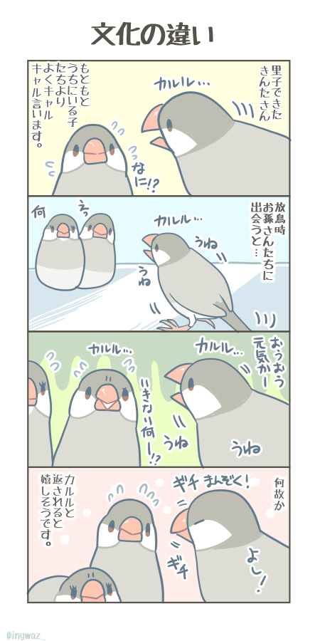 我が家ではなるべく文鳥さんが怒らないように暮らしているので、開口一番怒るきんたさんには文化の違いを感じてとても興味深いです。

#Buncho #javasparrow #文鳥 