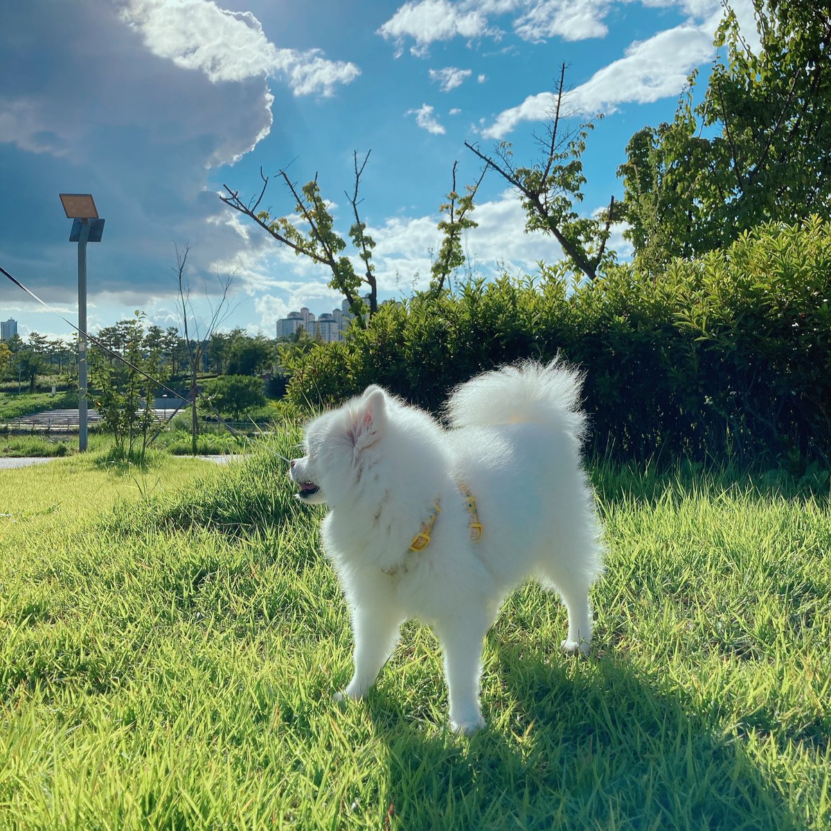 akiya921's tweet photo. 햇빛 비치는 짧은 순간을 기록💚 https://t.co/CoDNskvZnD