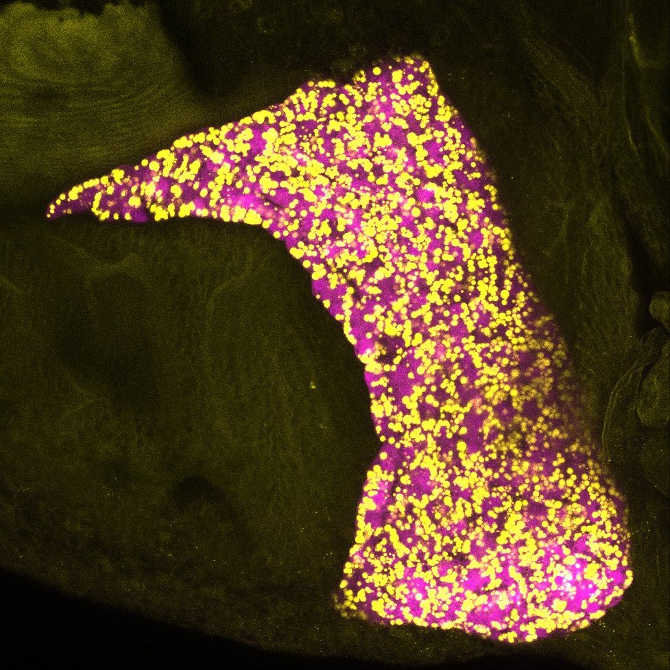 Zebrafish Rock! (@zebrafishrock) on Twitter photo Our #SpotlightZebrafish this week is on Macarena Pozo-Morales (<a href="/macotaa/">Macarena Pozo-Morales</a>), a PhD candidate with <a href="/sumeetpalsingh8/">Sumeet Pal Singh</a> <a href="/ULBruxelles/">Université libre de Bruxelles</a>. She investigates the calcium-based regulation of lipid flux during liver development and stress. See her recent work here: aasldpubs.onlinelibrary.wiley.com/doi/10.1002/he… Our #SpotlightZebrafish this week is on Macarena Pozo-Morales (<a href="/macotaa/">Macarena Pozo-Morales</a>), a PhD candidate with <a href="/sumeetpalsingh8/">Sumeet Pal Singh</a> <a href="/ULBruxelles/">Université libre de Bruxelles</a>. She investigates the calcium-based regulation of lipid flux during liver development and stress. See her recent work here: aasldpubs.onlinelibrary.wiley.com/doi/10.1002/he…