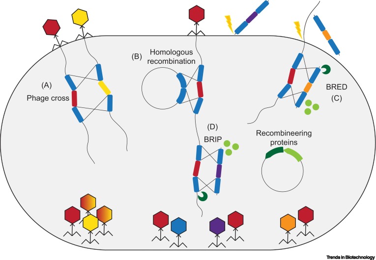 Akos T. Kovacs (@evolvedbiofilm) on Twitter photo Approaches for bacteriophage genome engineering
<a href="/TrendsinBiotech/">Trends in Biotechnology</a> from <a href="/StanBrouns/">Stan Brouns</a>
with <a href="/PeterFineran/">Peter Fineran</a>
cell.com/trends/biotech… Approaches for bacteriophage genome engineering
<a href="/TrendsinBiotech/">Trends in Biotechnology</a> from <a href="/StanBrouns/">Stan Brouns</a>
with <a href="/PeterFineran/">Peter Fineran</a>
cell.com/trends/biotech…