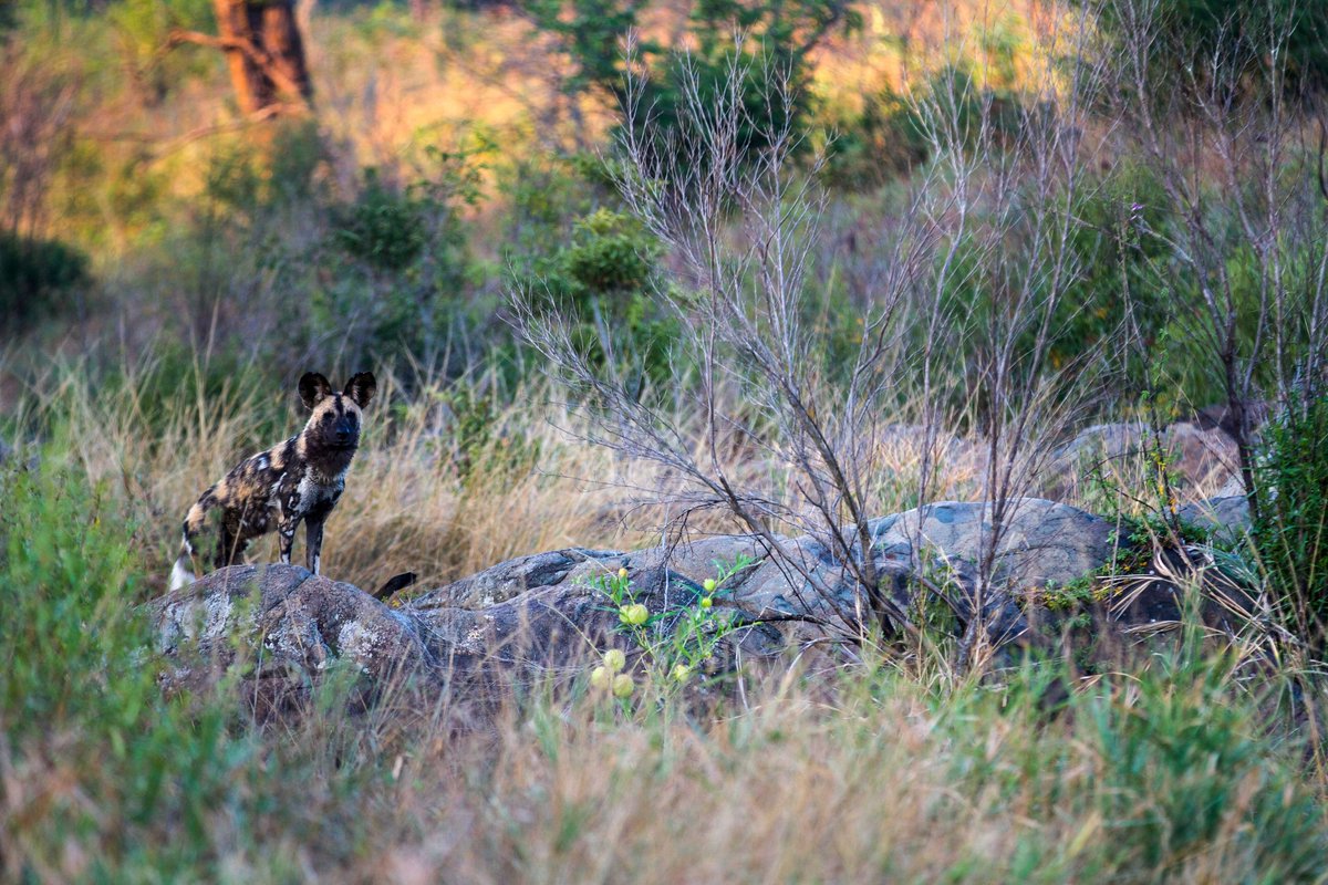 David Marneweck (@davidmarneweck) on Twitter photo Second paper from my #PhD on drivers of population change and survival of #endangered #wilddogs is now out with @MammBiol. Prey vitally important! Link here: rdcu.be/cU5R1. Thanks to co-authors <a href="/UPWildlife/">Alexandre-Émile Thomas</a> Dave Druce <a href="/JorisCromsigt/">Joris Cromsigt</a> and Liza le Roux. Second paper from my #PhD on drivers of population change and survival of #endangered #wilddogs is now out with @MammBiol. Prey vitally important! Link here: rdcu.be/cU5R1. Thanks to co-authors <a href="/UPWildlife/">Alexandre-Émile Thomas</a> Dave Druce <a href="/JorisCromsigt/">Joris Cromsigt</a> and Liza le Roux.