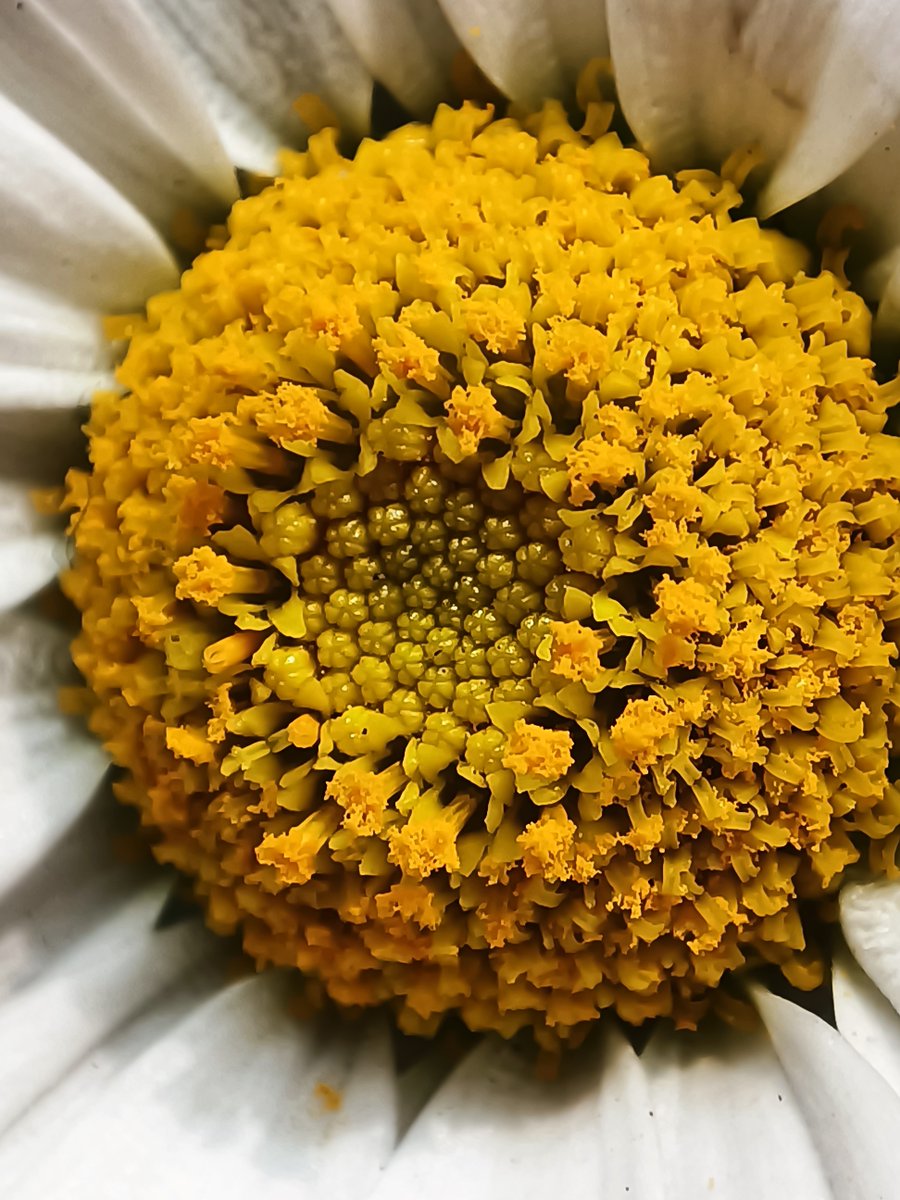 bachmanngeek's tweet image. “𝐿𝒾𝓋𝑒 𝓈𝒾𝓂𝓅𝓁𝑒, 𝓁𝑜𝓋𝑒 𝓌𝑒𝓁𝓁, 𝒶𝓃𝒹 𝓉𝒶𝓀𝑒 𝓉𝒾𝓂𝑒 𝓉𝑜 𝓈𝓂𝑒𝓁𝓁 𝓉𝒽𝑒 𝒻𝓁𝑜𝓌𝑒𝓇𝓈 𝒶𝓁𝑜𝓃𝑔 𝓉𝒽𝑒 𝓌𝒶𝓎.” 

— 𝑀𝒶𝓇𝓀 𝒯𝓌𝒶𝒾𝓃

#Philosophy #flower #photography #quote #life #nature #Xiaomi