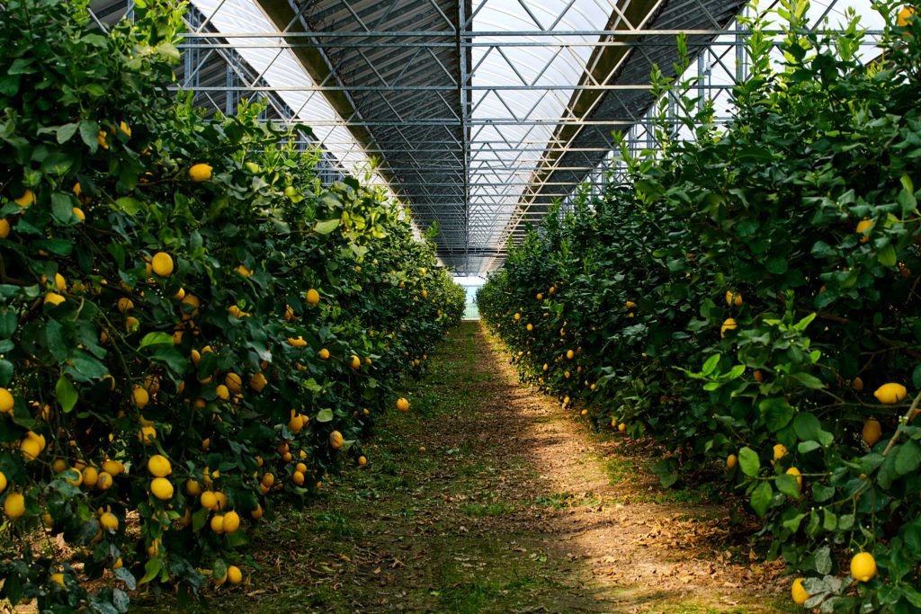 Le tecnologiche serre agrivoltaiche gestite da le Le Greenhouse permettono di coltivare agrumi con il 70% di acqua in meno e allo stesso tempo di produrre energia verde 👉 startupitalia.eu/181902-2022091…
#ambiente #sostenibilità 
<a href="/RoccoCillo/">RoccoCillo</a>