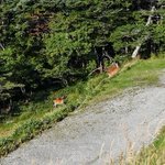 ツイートに含まれる画像