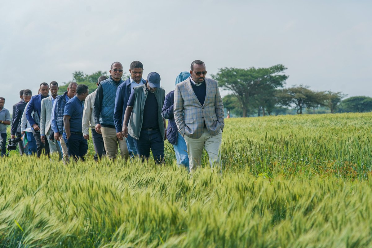 AbiyAhmedAli's tweet photo. በጀመርነው የኢትዮጵያ አዲስ ዓመት ስንዴን ለውጪ ሀገር ገበያ ለማቅረብ ወደያዝነው ግብ ቀርበናል። ዛሬ ጠዋት በኦሮሚያ ክልል የዱግዳ እና የቦራ ወረዳዎች የስንዴ ኩታ ገጠም እርሻ የተመለከትነው ክንውን እጅግ ተስፋ የሚሰጥ ነው። 1/2 https://t.co/ESnzo8UIja