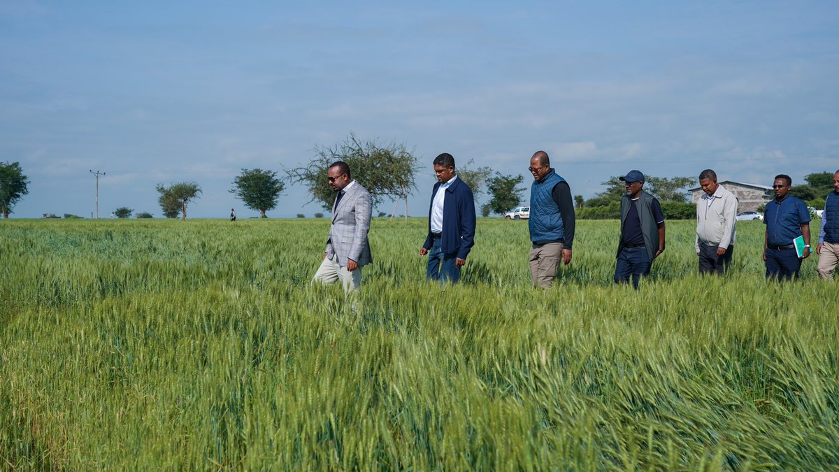 AbiyAhmedAli's tweet photo. የምሥራቅ ሸዋ ዞን ብቻ እንኳ 7 ሚልየን ኩንታል ምርት ለመሰብሰብ ዐቅዷል። ግብርናን ማዘመን የላቀ ውጤት ያስገኛል! 2/2 https://t.co/CRHJP7flto