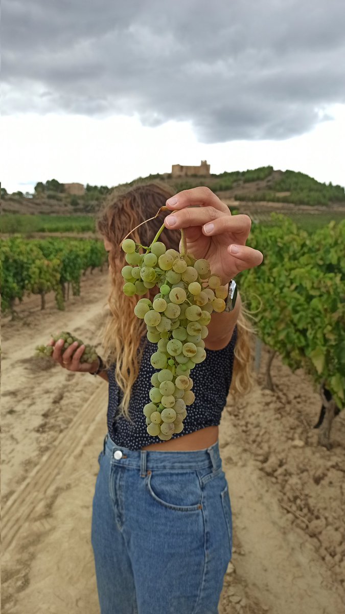 Ayer dimos comienzo a la vendimia de la #Malvasia para elaborar nuestro Eluan, #BlancoSemidulce 😍🍇

🤗 Con mucha ilusión de comenzar esta bonita época donde recogeremos el trabajo de todo un año 💪

¡Mucho ánimo a todos los agricultores! 

Comienza la #Vendimia2022 🥰🍇