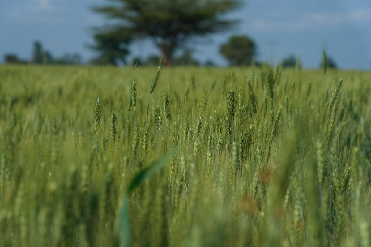 The new Ethiopian year brings closer our goal of wheat exports. Review this morning of wheat clusters in the Dugda &amp; Bora woredas of the Oromia region is quite promising. The East Shewa zone alone aims to harvest 7mil quintals. Increased mechanization will yield greater results.