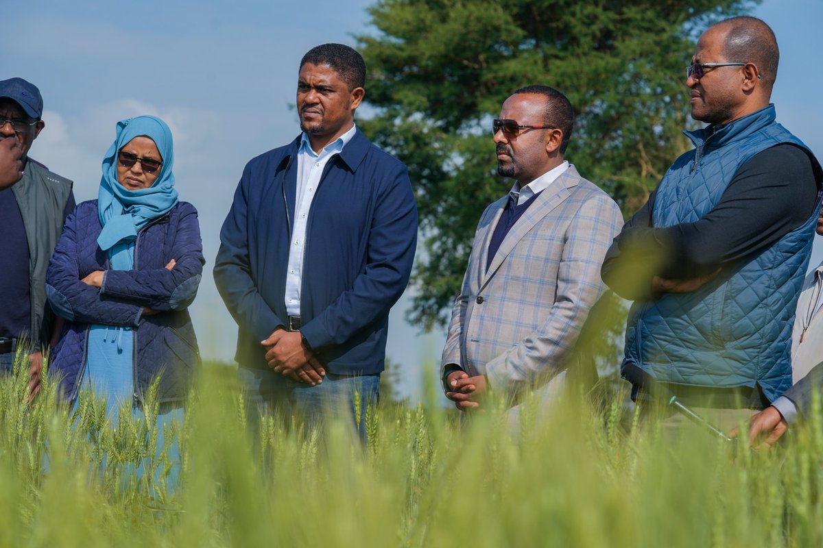 AbiyAhmedAli's tweet photo. The new Ethiopian year brings closer our goal of wheat exports. Review this morning of wheat clusters in the Dugda &amp; Bora woredas of the Oromia region is quite promising. The East Shewa zone alone aims to harvest 7mil quintals. Increased mechanization will yield greater results. https://t.co/vT4RcNuFmi