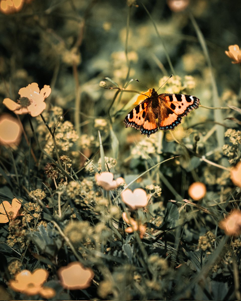 Luca__Ramble's tweet photo. Plan de Corones 🇮🇹
#ourplanetdaily #folkmagazine #folkscenery #moodygrams #moodygrams #igmasters #travelstoke #openmyworld #stayandwander #folkgreen #fotkukazdejden #wildernessculture #folkvibe #refresh #welcomenature #hiking #photography #naturephotography #neverstopexploring https://t.co/ylolLLHZed