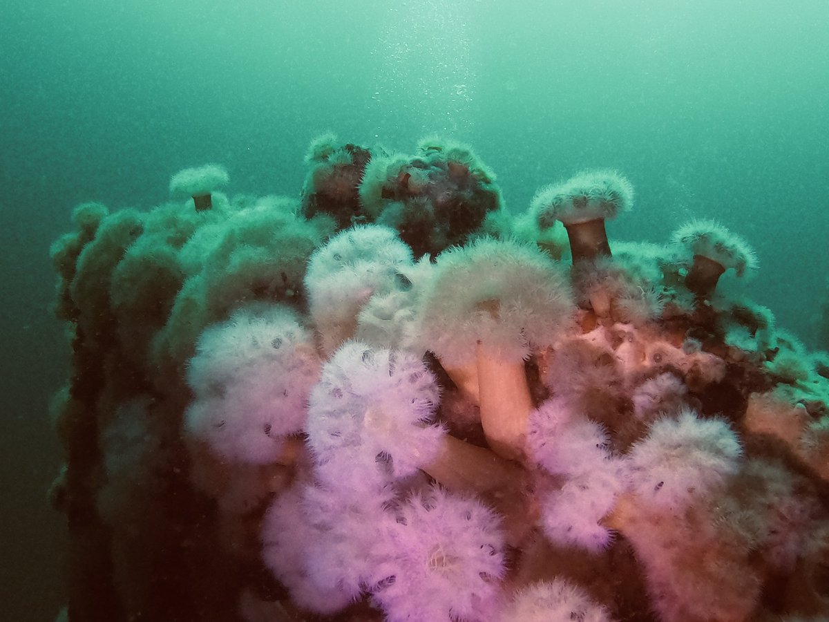 timehughes's tweet photo. Incredible diving off the West Coast of Ireland with Thomas Guy Sub Aqua Club @BSACdivers on tour #TGSAC thanks to @scubadivewest @PADI #Galway @SCUBANews #dogfish Plumose #Anemones #Softcoral #CongerEel #scuba #diving @GoProUK #underwaterphotography https://t.co/AZBgIotOCF