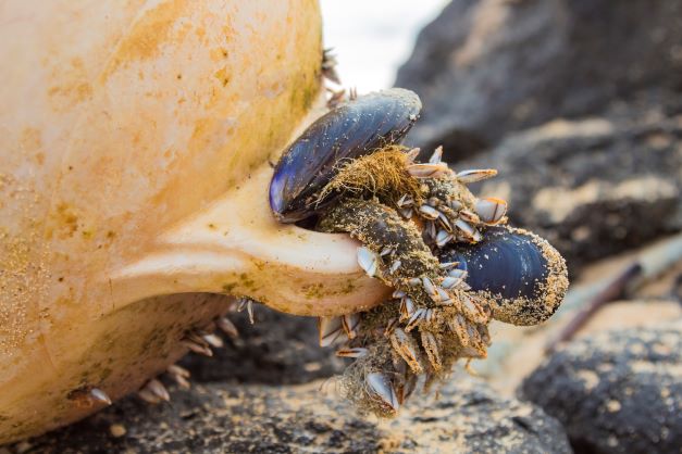 On KMRC News: Read about the latest study on #sustainable #ship #hull #biofouling management!

merikotka.fi/en/article-luo…