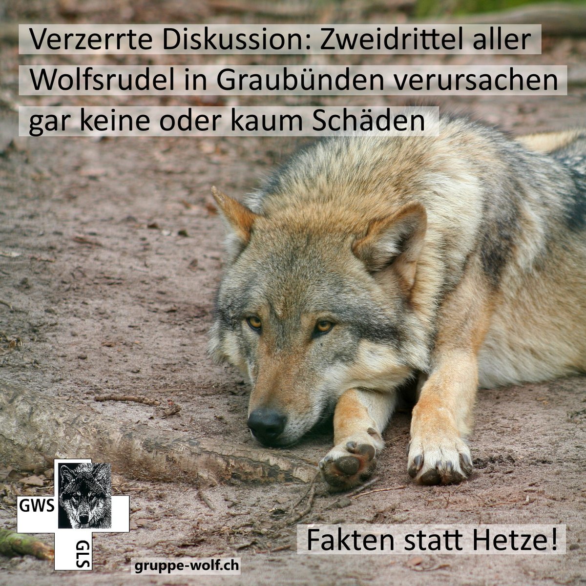 Gruppe Wolf Schweiz tweet media