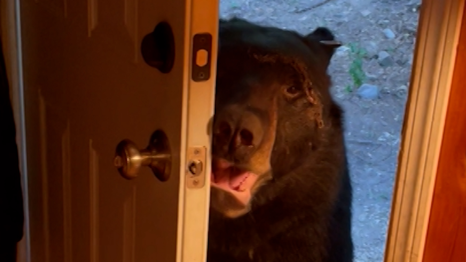 Сухуми закрывает двери котик. Дом медведя. Ребёнок за закрытыми дверями. Смешная гифка. Стучится в дверь.
