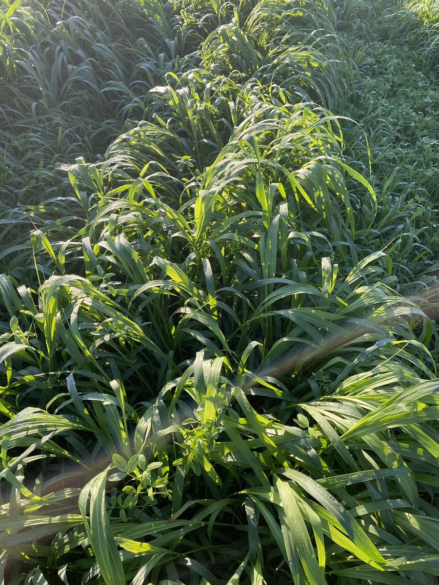 Certains m’ont demander comment évolue mon moha trèfle semer après échalotes 
Très bon développement on vois les  passages et planches d’échalotes. Fauche prévue semaine prochaine