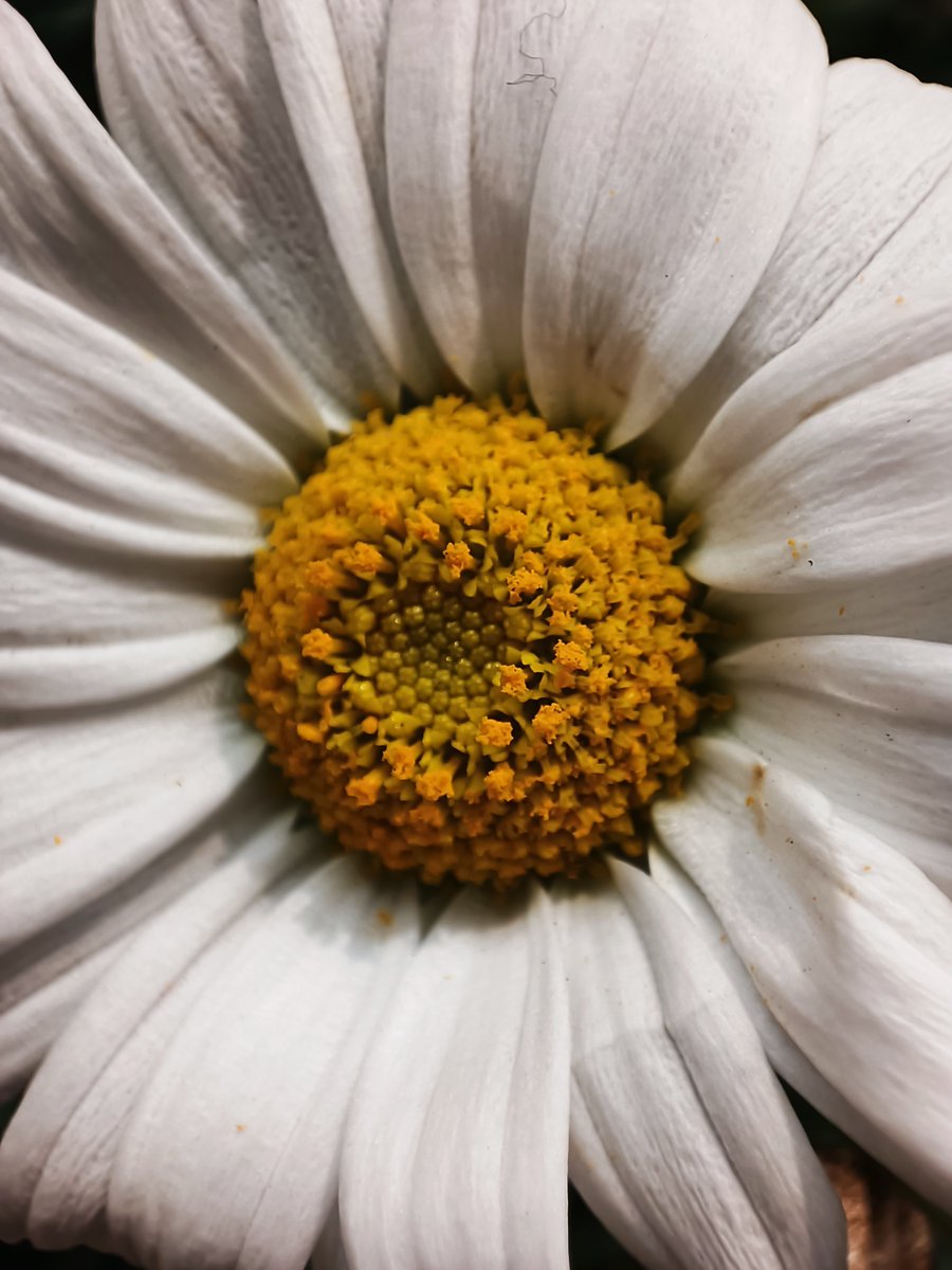 bachmanngeek's tweet image. “𝐿𝒾𝓋𝑒 𝓈𝒾𝓂𝓅𝓁𝑒, 𝓁𝑜𝓋𝑒 𝓌𝑒𝓁𝓁, 𝒶𝓃𝒹 𝓉𝒶𝓀𝑒 𝓉𝒾𝓂𝑒 𝓉𝑜 𝓈𝓂𝑒𝓁𝓁 𝓉𝒽𝑒 𝒻𝓁𝑜𝓌𝑒𝓇𝓈 𝒶𝓁𝑜𝓃𝑔 𝓉𝒽𝑒 𝓌𝒶𝓎.” 

— 𝑀𝒶𝓇𝓀 𝒯𝓌𝒶𝒾𝓃

#Philosophy #flower #photography #quote #life #nature #Xiaomi