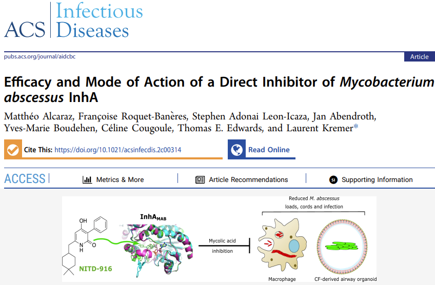 Kremer Laurent (@kremerlaurent1) on Twitter photo Thrilled to share our last story on the efficacy of a direct InhA inhibitor against M. abscessus in macrophages and CF-derived airway organoids. Mastered by <a href="/MattheoAlcaraz/">Matthéo Alcaraz</a>. Great collaboration with <a href="/CelineCougoule/">Céline Cougoule</a> and <a href="/TEdwardsPhD/">Thomas Edwards</a>. Thanks to <a href="/vaincrelamuco/">Vaincre la Muco #SAM2025</a> and <a href="/AgenceRecherche/">ANR - Agence nationale de la recherche</a> Thrilled to share our last story on the efficacy of a direct InhA inhibitor against M. abscessus in macrophages and CF-derived airway organoids. Mastered by <a href="/MattheoAlcaraz/">Matthéo Alcaraz</a>. Great collaboration with <a href="/CelineCougoule/">Céline Cougoule</a> and <a href="/TEdwardsPhD/">Thomas Edwards</a>. Thanks to <a href="/vaincrelamuco/">Vaincre la Muco #SAM2025</a> and <a href="/AgenceRecherche/">ANR - Agence nationale de la recherche</a>