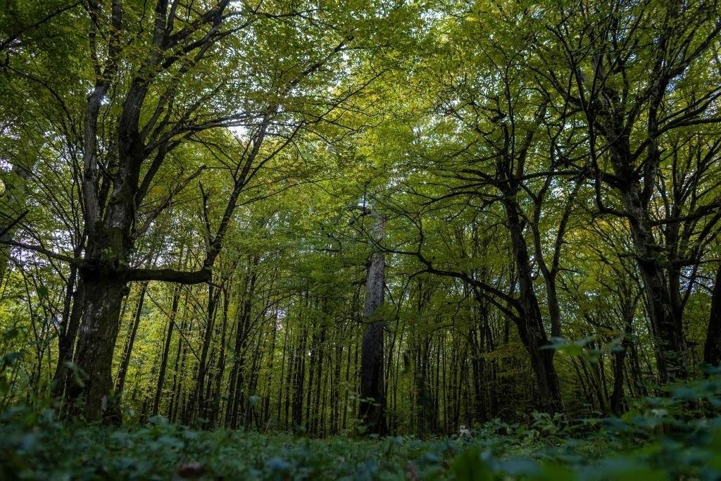 🇵🇱 MEPs (headed by Chair @DolorsMM) travel to Poland to assess the situation of #Białowieża Forest and education of special needs children (19-21 September) 👇 europarl.europa.eu/news/en/press-…