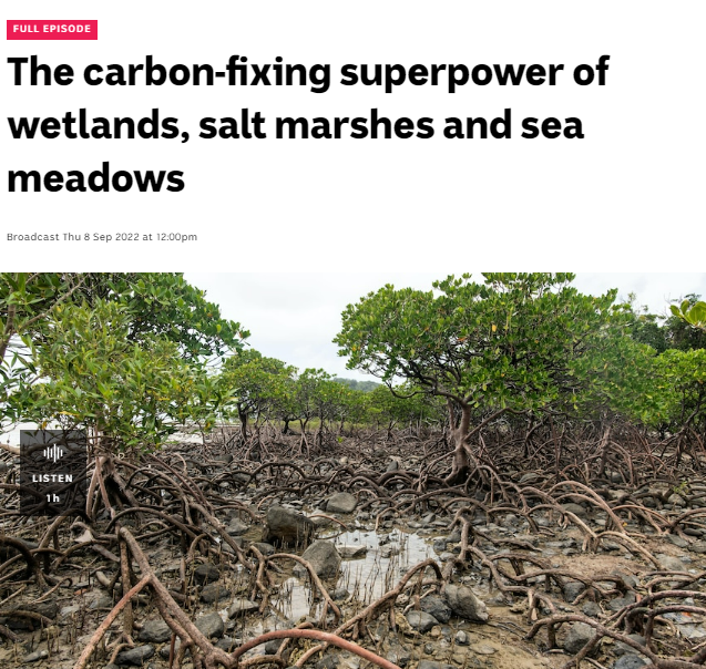 ▶️Great podcast on how #wetlands are carbon-fixing #climate heroes 

Why we should protect and value #mangrove forests, seagrass meadows and tidal marshes 💧🌱🌊
abc.net.au/radionational/…
<a href="/abcnews/">ABC News</a> #SydneyScienceFestival