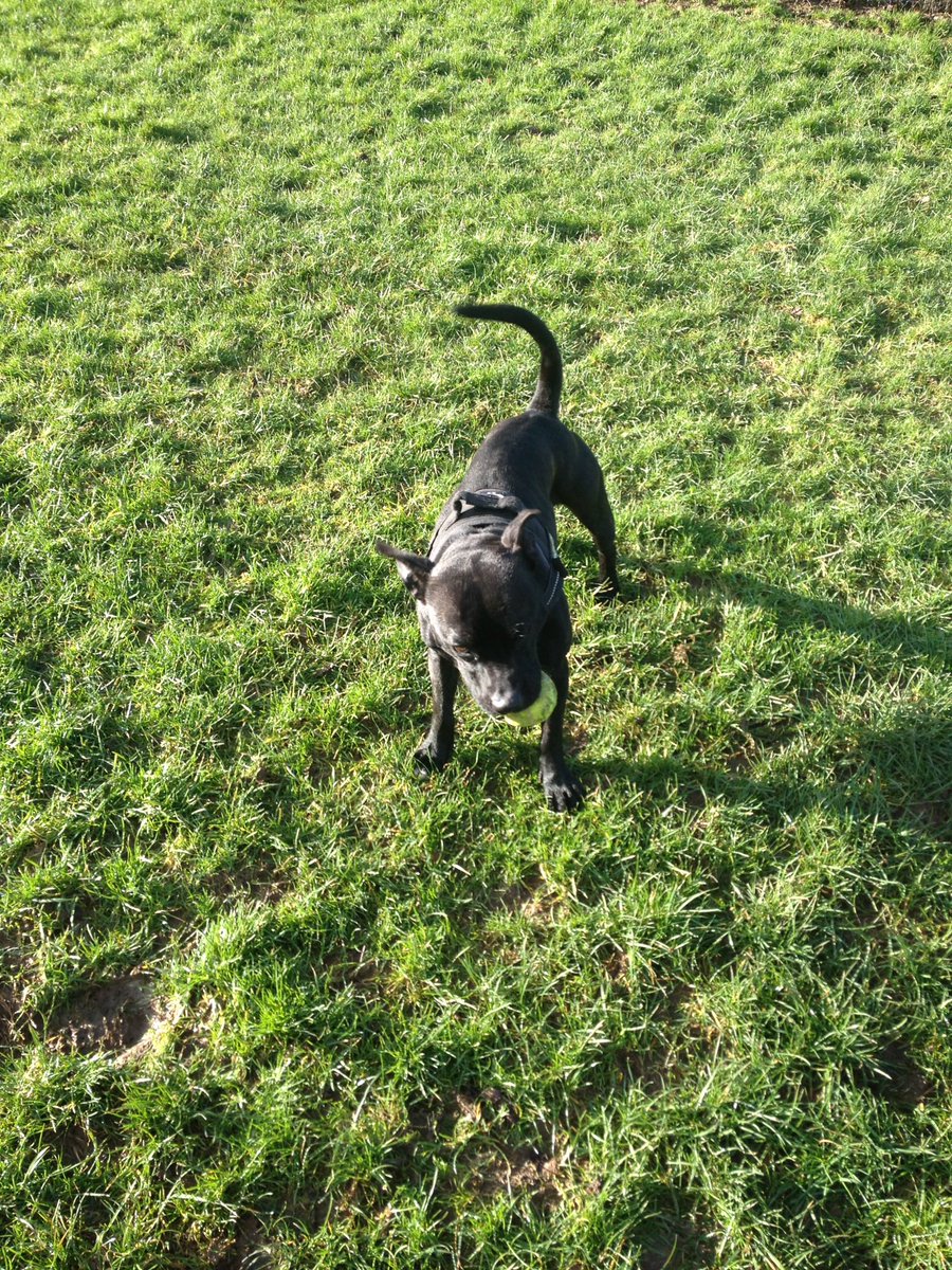 Police Dog Stella The Staffie On Twitter It s My Official Retirement Police dog stella the staffie on twitter it s my official retirement